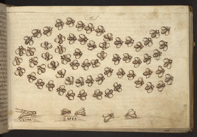 Add.82955，f.65 蜜蜂（"猿"），选自 Historia Animalium，（由 245 幅不同种类的动物和神兽的笔墨画组成，每幅画都附有说明。 作者 意大利学校
