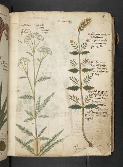 添加 MS 41623“草药”，贝卢诺（牛皮纸上的墨水和颜色） 作者 意大利学校