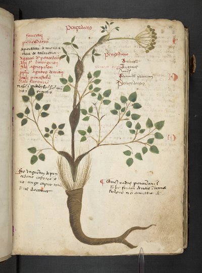 添加 MS 41623“草药”，贝卢诺（牛皮纸上的墨水和颜色） 作者 意大利学校
