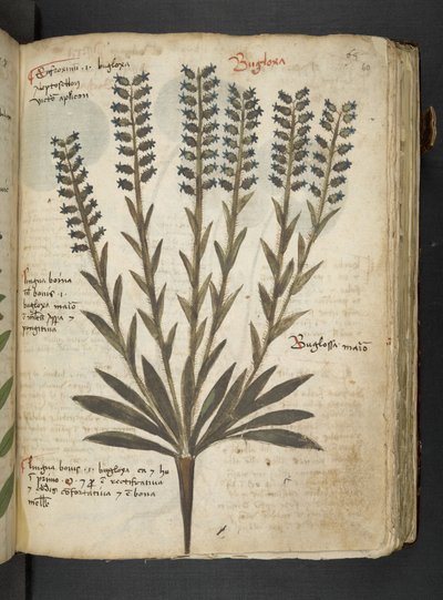 添加 MS 41623 "一味草药"，贝鲁诺（牛皮纸上的墨水和色彩） 作者 意大利学校