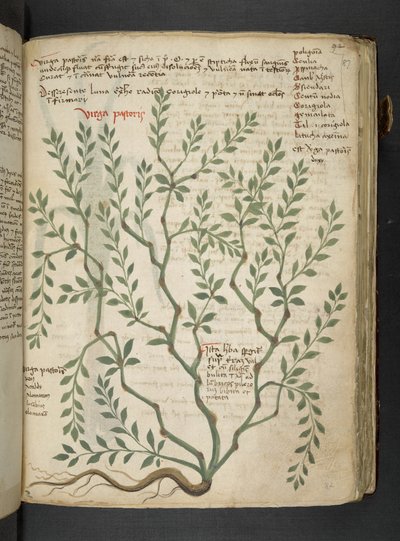 添加 MS 41623“草药”，贝卢诺（牛皮纸上的墨水和颜色） 作者 意大利学校