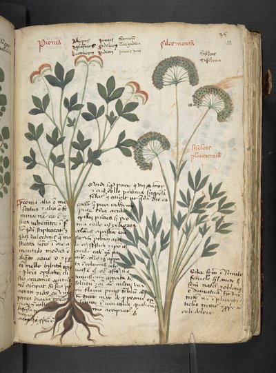 添加 MS 41623 "一味草药"，贝鲁诺（牛皮纸上的墨水和色彩） 作者 意大利学校