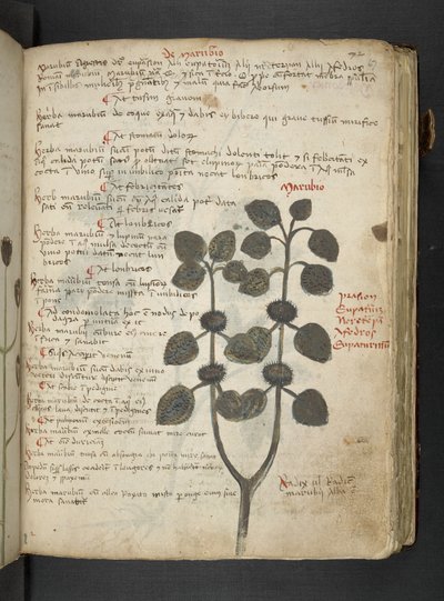 添加 MS 41623 "一味草药"，贝鲁诺（牛皮纸上的墨水和色彩） 作者 意大利学校
