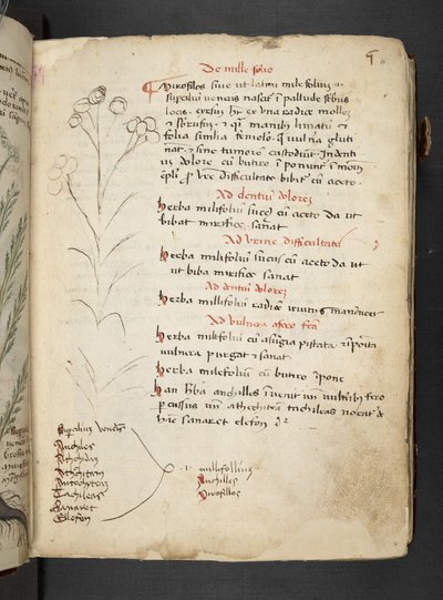 添加 MS 41623“草药”，贝卢诺（牛皮纸上的墨水和颜色） 作者 意大利学校