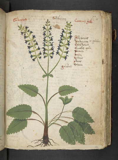添加 MS 41623“草药”，贝卢诺（牛皮纸上的墨水和颜色） 作者 意大利学校