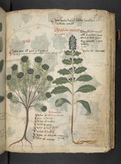 添加 MS 41623“草药”，贝卢诺（牛皮纸上的墨水和颜色） 作者 意大利学校