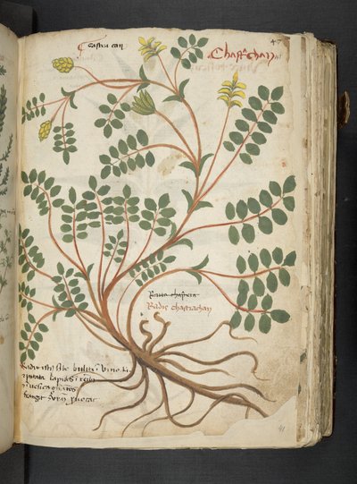 添加 MS 41623“草药”，贝卢诺（牛皮纸上的墨水和颜色） 作者 意大利学校