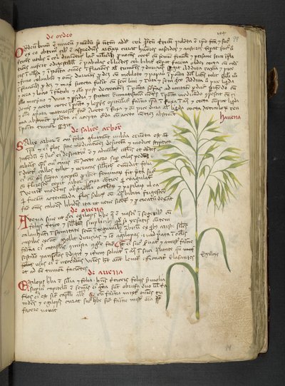 添加 MS 41623 "一味草药"，贝鲁诺（牛皮纸上的墨水和色彩） 作者 意大利学校
