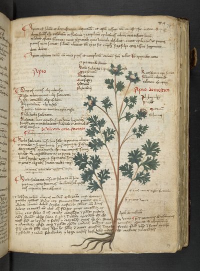 添加 MS 41623“草药”，贝卢诺（牛皮纸上的墨水和颜色） 作者 意大利学校