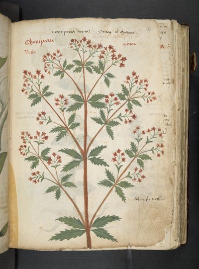 添加 MS 41623 "一味草药"，贝鲁诺（牛皮纸上的墨水和色彩） 作者 意大利学校