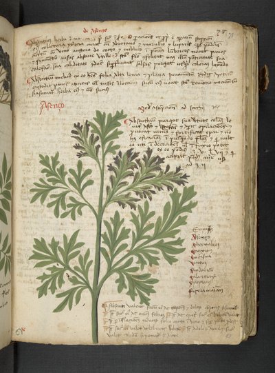 添加 MS 41623 "一味草药"，贝鲁诺（牛皮纸上的墨水和色彩） 作者 意大利学校