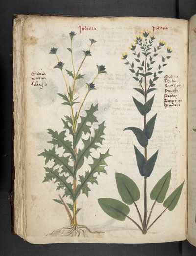 添加 MS 41623“草药”，贝卢诺（牛皮纸上的墨水和颜色） 作者 意大利学校