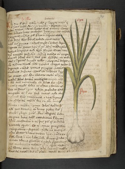 添加 MS 41623 De Allio，“草药”，贝卢诺（牛皮纸上的墨水和颜色） 作者 意大利学校