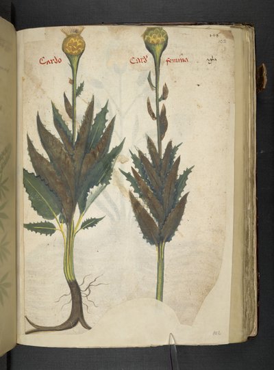 添加 MS 41623 f.102r Cardo 