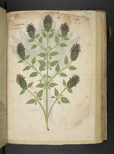 添加 MS 41623 f.103r Consolida，选自贝鲁诺的 "A herbal"（牛皮纸上的墨水和彩色）。 作者 意大利学校