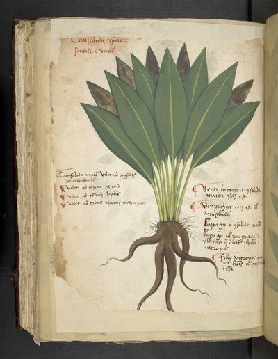 添加 MS 41623 f.103v Confolida，选自贝鲁诺 "A herbal"（牛皮纸上的墨水和色彩） 作者 意大利学校