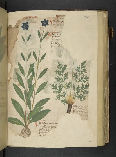 添加 MS 41623 f.104r Sassifraga，来自贝卢诺的“草药”（牛皮纸上的墨水和颜色） 作者 意大利学校