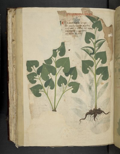 添加 MS 41623 f.104v Anthurium，选自贝鲁诺 "A herbal"（牛皮纸上的墨水和色彩） 作者 意大利学校