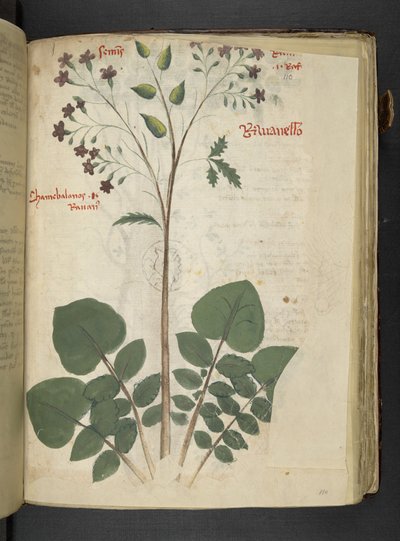 添加 MS 41623 f.110r“草药”，贝卢诺（牛皮纸上的墨水和颜色） 作者 意大利学校