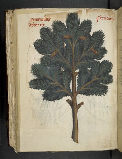 添加 MS 41623 f.111v Pine，选自贝鲁诺的 "A 草本"（牛皮纸上的墨水和色彩） 作者 意大利学校
