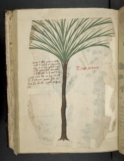 添加 MS 41623 f.113v Tarro Arboro，选自贝鲁诺 "A herbal"（牛皮纸上的墨水和色彩） 作者 意大利学校