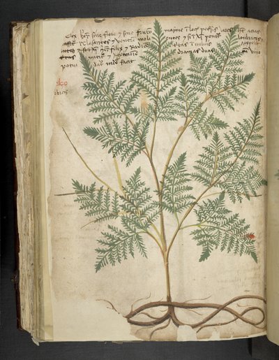 添加 MS 41623 f.114v "一味草药"，贝鲁诺（牛皮纸上的墨水和色彩） 作者 意大利学校