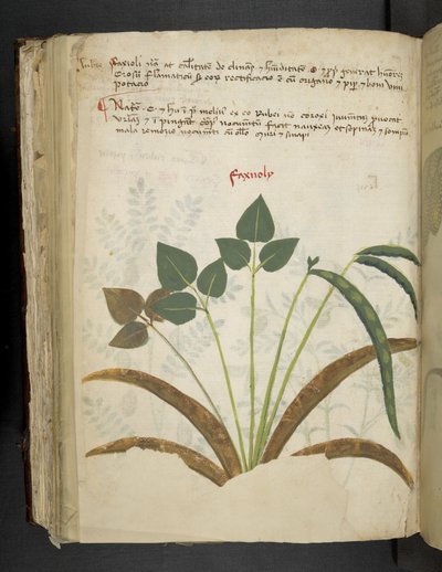 添加 MS 41623 f.116v "一味草药"，贝鲁诺（牛皮纸上的墨水和色彩） 作者 意大利学校