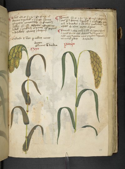 添加 MS 41623 f.117r“草药”，贝卢诺（牛皮纸上的墨水和颜色） 作者 意大利学校