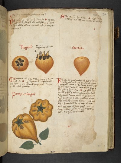 添加 MS 41623 f.122r Pere Cotogne 和 Sorbo，来自贝卢诺的“草药”（牛皮纸上的墨水和颜色） 作者 意大利学校