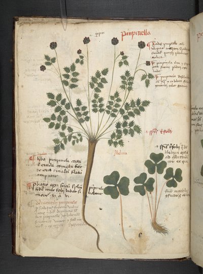 添加 MS 41623 f.14v A 草药，贝卢诺（牛皮纸上的墨水和颜色） 作者 意大利学校