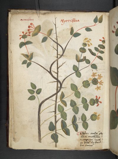 添加 MS 41623 f.15v A 草本，贝鲁诺（牛皮纸上的墨水和色彩） 作者 意大利学校