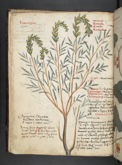 添加 MS 41623 f.18v A 草本，贝鲁诺（牛皮纸上的墨水和色彩） 作者 意大利学校