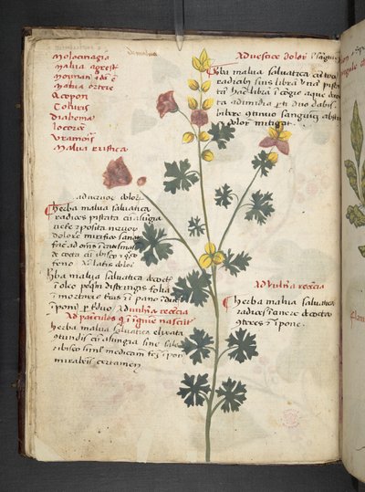 添加 MS 41623 f.19v A 草药，贝卢诺（牛皮纸上的墨水和颜色） 作者 意大利学校