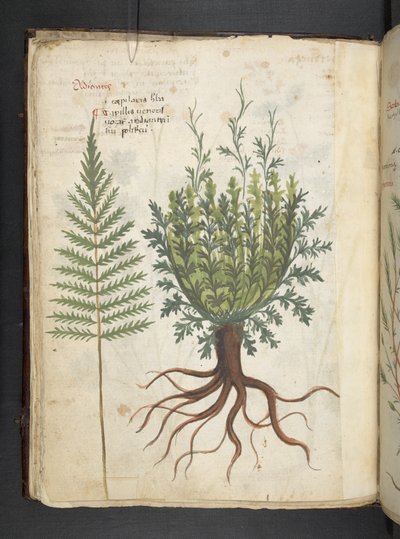 添加 MS 41623 f.25v A 草本，贝鲁诺（牛皮纸上的墨水和色彩） 作者 意大利学校