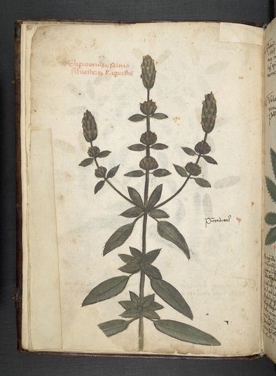 添加 MS 41623 f.2v A 草药，贝卢诺（牛皮纸上的墨水和颜色） 作者 意大利学校