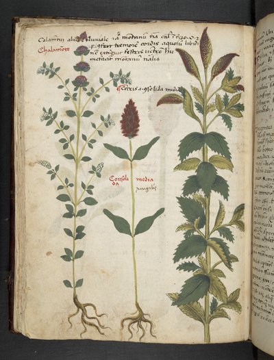添加 MS 41623 f.30v“草药”，贝卢诺（牛皮纸上的墨水和颜色） 作者 意大利学校