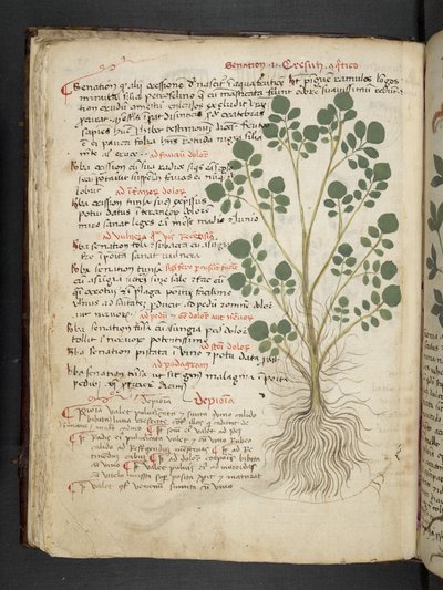 添加 MS 41623 f.32v“草药”，贝卢诺（牛皮纸上的墨水和颜色） 作者 意大利学校