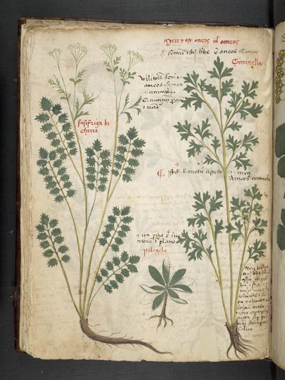 添加 MS 41623 f.33v“草药”，贝卢诺（牛皮纸上的墨水和颜色） 作者 意大利学校
