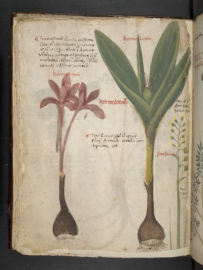 添加 MS 41623 f.34v“草药”，贝卢诺（牛皮纸上的墨水和颜色） 作者 意大利学校