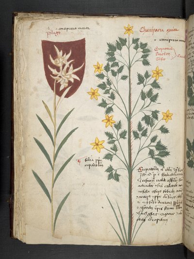 添加 MS 41623 f.35v“草药”，贝卢诺（牛皮纸上的墨水和颜色） 作者 意大利学校