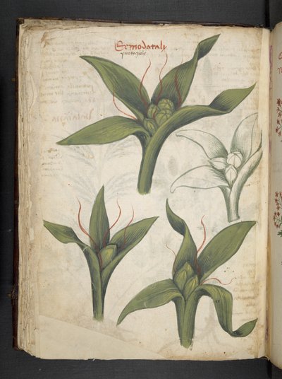 添加 MS 41623 f.36v "一味草药"，贝鲁诺（牛皮纸上的墨水和色彩） 作者 意大利学校