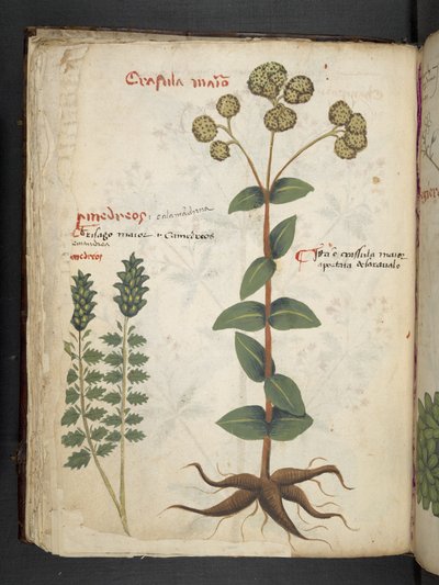 添加 MS 41623 f.37v "一味草药"，贝鲁诺（牛皮纸上的墨水和色彩） 作者 意大利学校