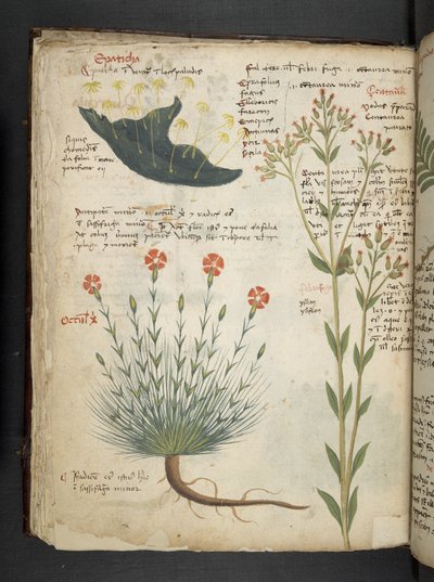 添加 MS 41623 f.38v“草药”，贝卢诺（牛皮纸上的墨水和颜色） 作者 意大利学校