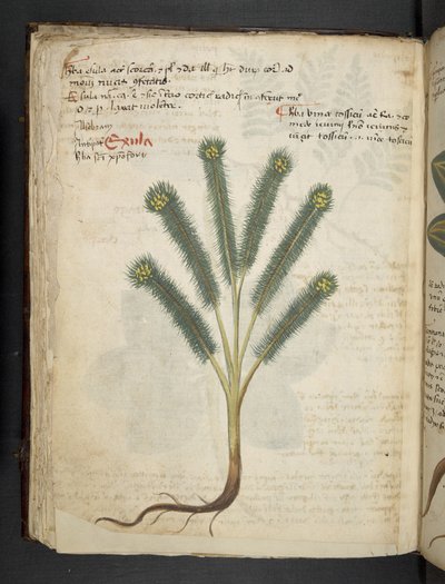添加 MS 41623 f.39v“草药”，贝卢诺（牛皮纸上的墨水和颜色） 作者 意大利学校