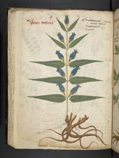 添加 MS 41623 f.41v“草药”，贝卢诺（牛皮纸上的墨水和颜色） 作者 意大利学校