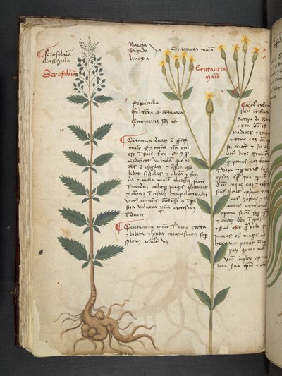 添加 MS 41623 f.48v "A草药"，贝鲁诺（牛皮纸上的墨水和色彩） 作者 意大利学校