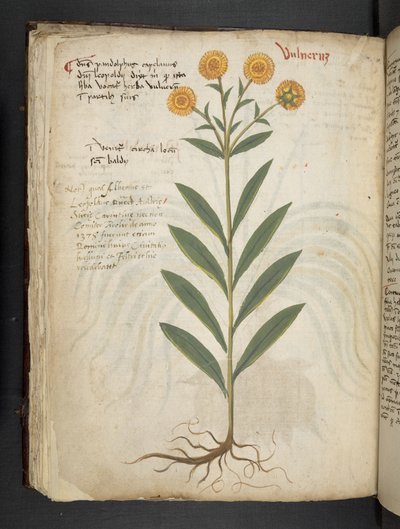 添加 MS 41623 f.49v“草药”，贝卢诺（牛皮纸上的墨水和颜色） 作者 意大利学校