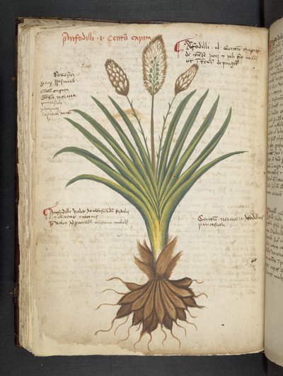 添加 MS 41623 f.50v“草药”，贝卢诺（牛皮纸上的墨水和颜色） 作者 意大利学校