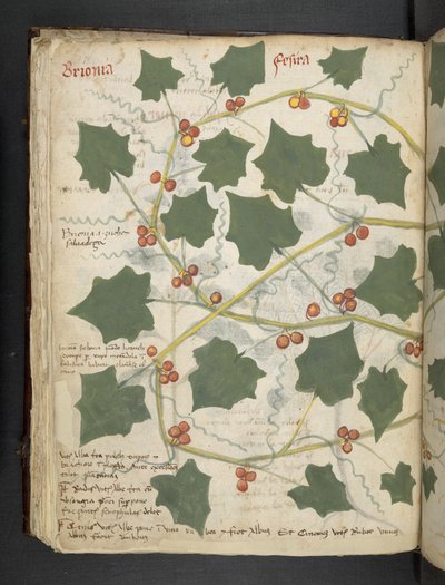 添加 MS 41623 f.53v "一味草药"，贝鲁诺（牛皮纸上的墨水和色彩） 作者 意大利学校