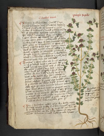 添加 MS 41623 f.54v "一味草药"，贝鲁诺（牛皮纸上的墨水和色彩） 作者 意大利学校